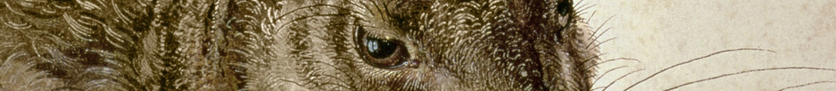 Feldhase (Albrecht Dürer), Detail: Kopf mit Auge und Schnurrhaaren
