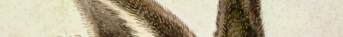 Feldhase (Albrecht Dürer), Detail: Aufgerichtete Ohren