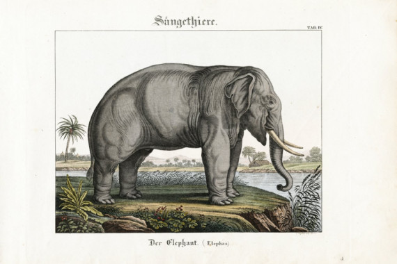 C. Steglich