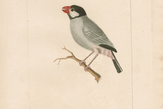 Carl Wilhelm Hahn