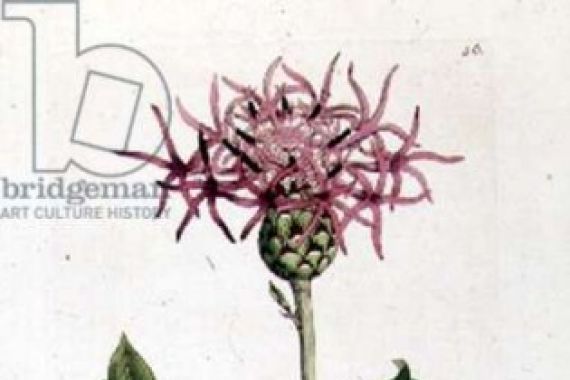 J. and Smith Sowerby