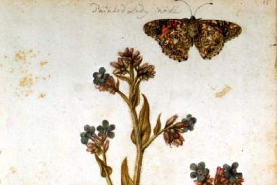 Jacques (1533-88) Le Moyne