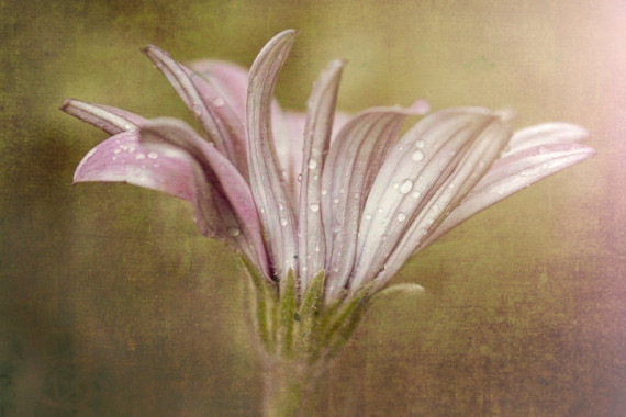 Susan Moss