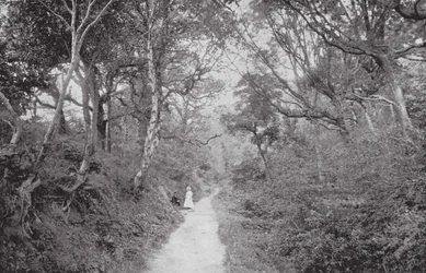 Fairlight Glen