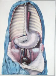 Anatomie der Speiseröhre und des Magens, aus 