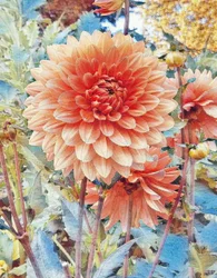 Rosa Dahlie