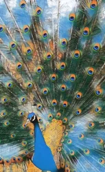 Pfau.