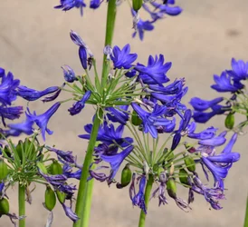 Gefangene Rosen vor weichem natürlichem und künstlerischem Hintergrund.