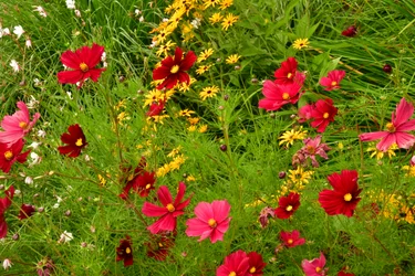 Gefangene Rosen vor weichem natürlichem und künstlerischem Hintergrund