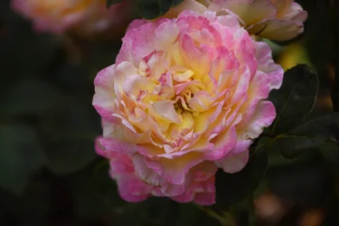 Blumenbild in Ölmalerei-Stil
