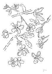 Blüten-Tintenstudie