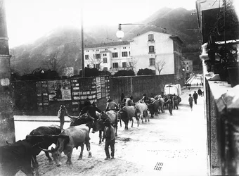 Einige Ochsen, die für den Marmortransport aus den Apuanischen Steinbrüchen verwendet werden, werden auf einer Straße in Carrara geführt