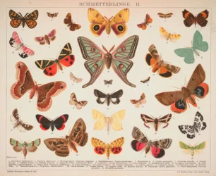 Schmetterlinge II