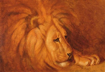 Löwe in Ruhe