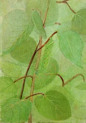 Sphinx-Raupe, Studie für das Buch 