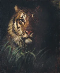 Kopf eines Tigers