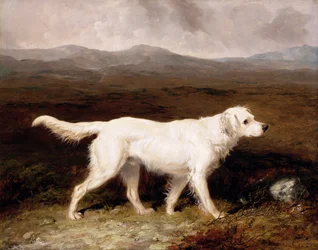 Charles Bretts Weißer Englischer Setter 