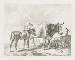 Kuh und ein Kalb auf einer Weide