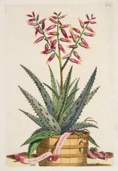 Aloe Vera Costa Spinosa, aus 