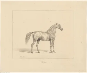 Arabischer Hengst