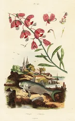 Kap-Milchholz und Paradiesfadenfisch