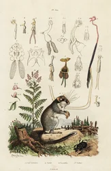 Siebenschläfer, Ruderfußkrebse und Käfer (Stich)