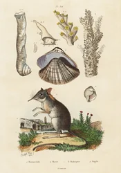 Elefantenspitzmaus, Muschel und Korallen, 1834-1839