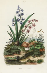 Gartenhyazinthe und paradoxaler Frosch