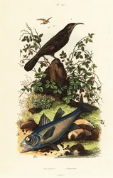 Grauscheitel-Häherling und schwarzer Kardinalbarsch.