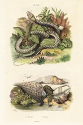Papierfeigenmuschel und Amethystpython