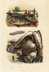 Flussbarsch, Perlenauster, Samtwurm und Florfliege (Stich)