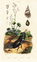 Nashornkäfer, Schnecke und Steinbrech