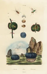 Seeanemone und Insekten, 1834-1839 (Gravur)
