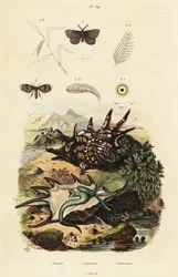 Spinnenschnecke und Abflussfliegen