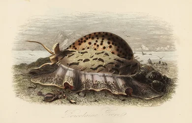 Tigerschnecke, Cypraea tigris