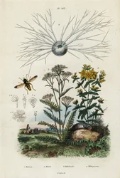 Schafgarbe, Johanniskraut, Foraminiferen und Schwebfliege, 1834-1839 (Gravur)