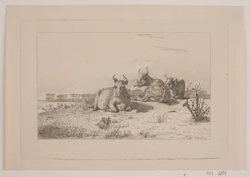 Ruhende Kühe