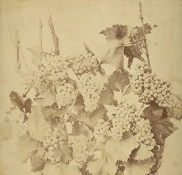 [Trauben]