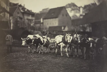 Ohne Titel (Bauernhoftiere)