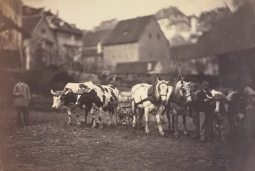 Ohne Titel Bauernhoftiere, 1850er
