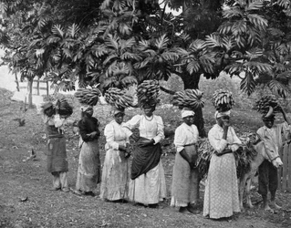 Bananenträger, Jamaika, ca. 1905