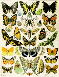 Illustration von Schmetterlingen und Motten ca. 1923