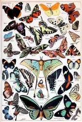 Illustration von Schmetterlingen und Motten