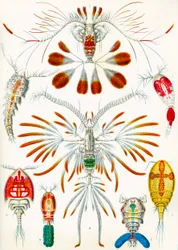 Illustration von Copepoden, ca. 1909