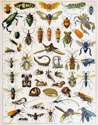 Illustration von Insekten, ca. 1923