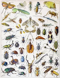 Illustration von Insekten, ca. 1923