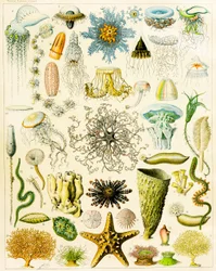 Illustration von Meeresorganismen, ca. 1923