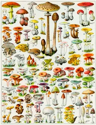 Pilzillustration, um 1923