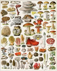 Illustration von Pilzen, um 1923