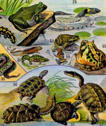 Illustration von Reptilien und Amphibien, ca. 1923